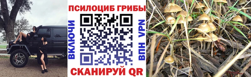 где купить наркотик  Новоржев  Псилоцибиновые грибы GOLDEN TEACHER 
